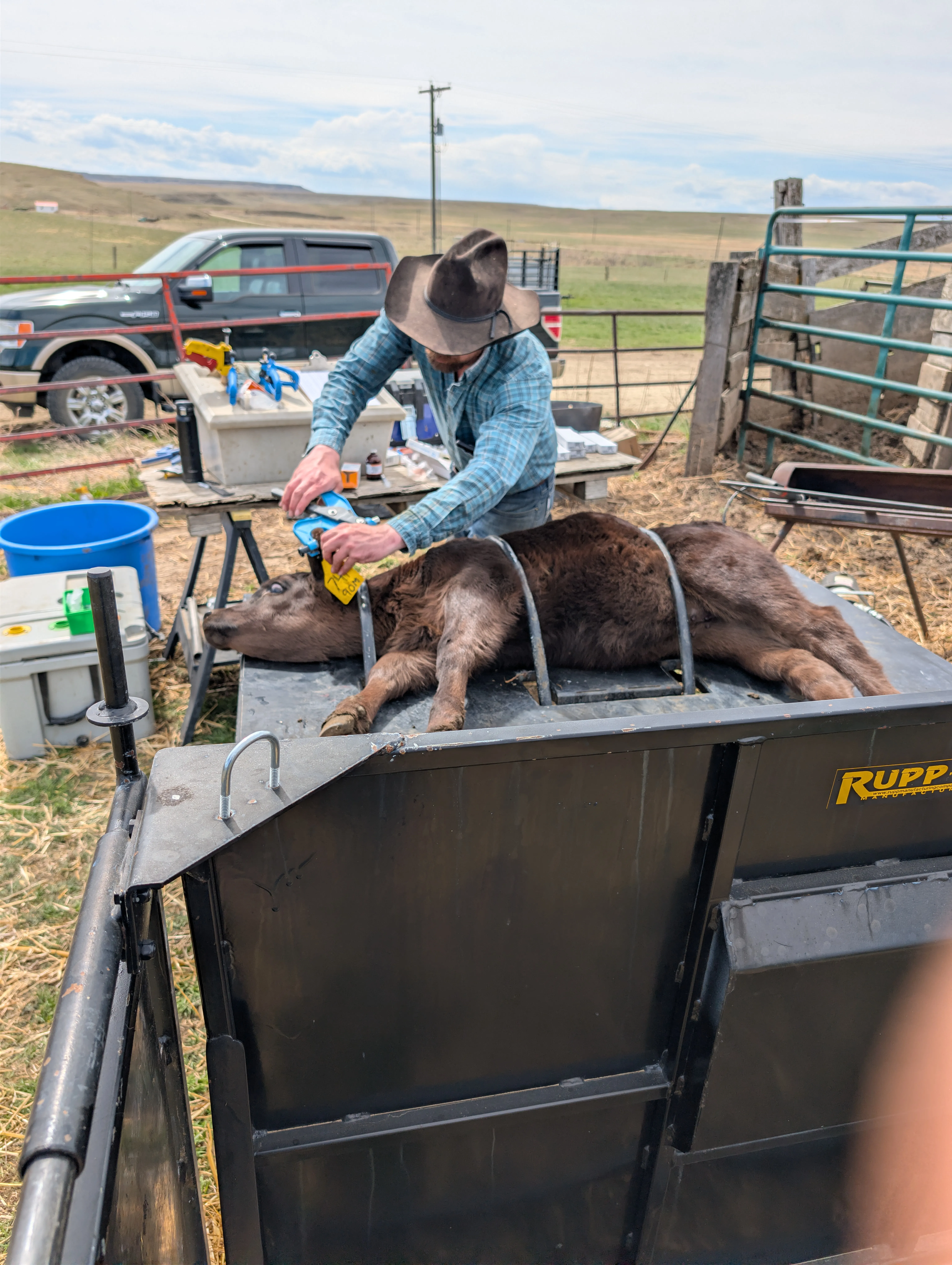Cattle working at Walking 5 Ranch