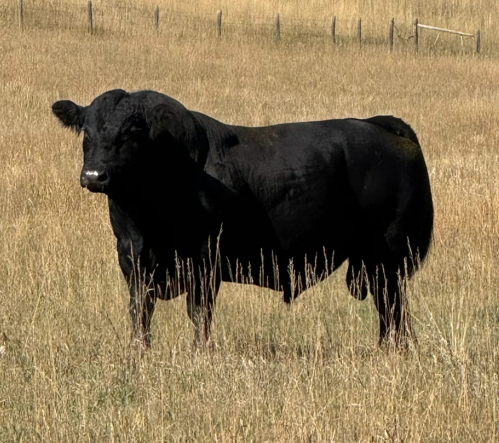 Herd Sires