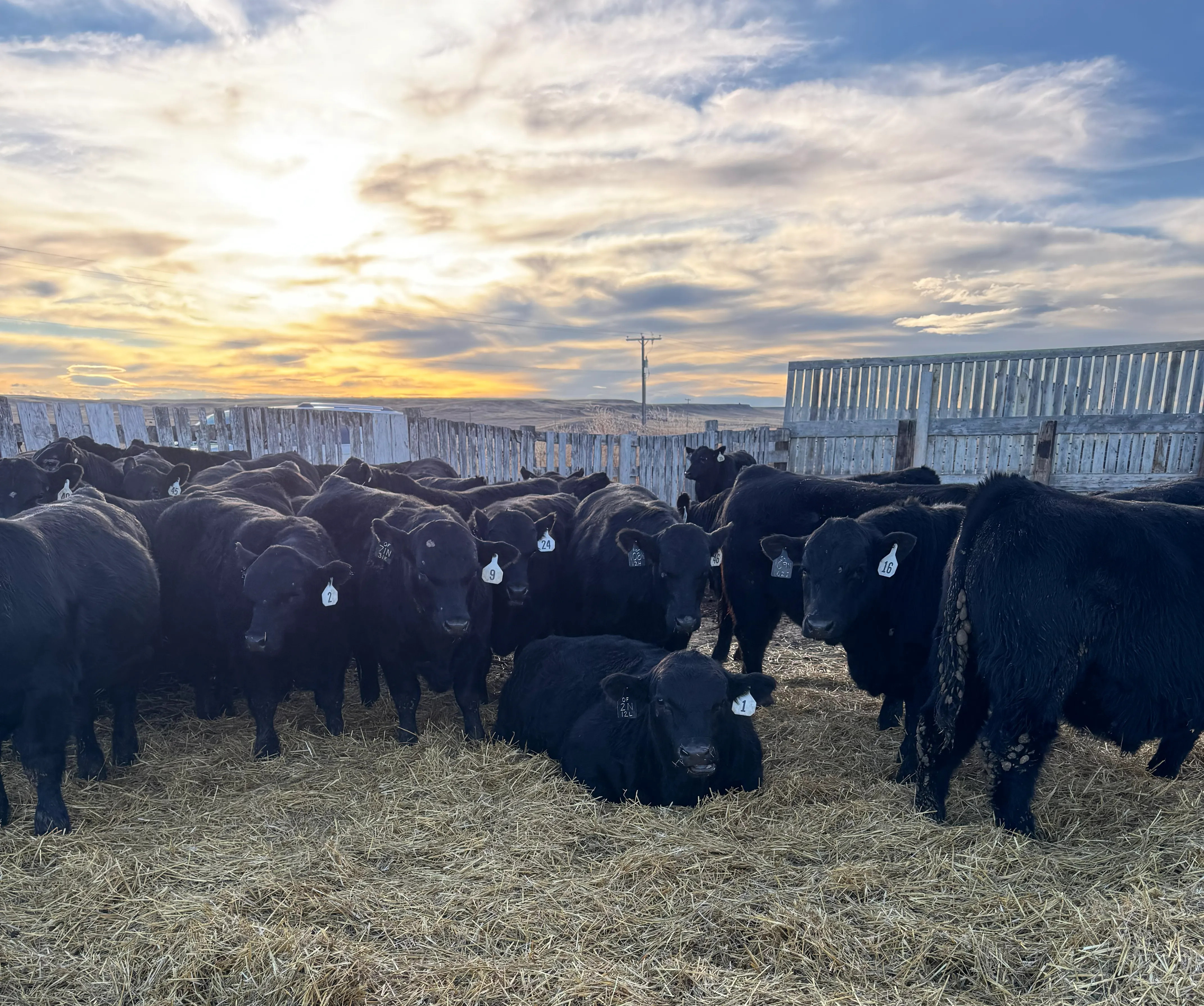 Bull Sale