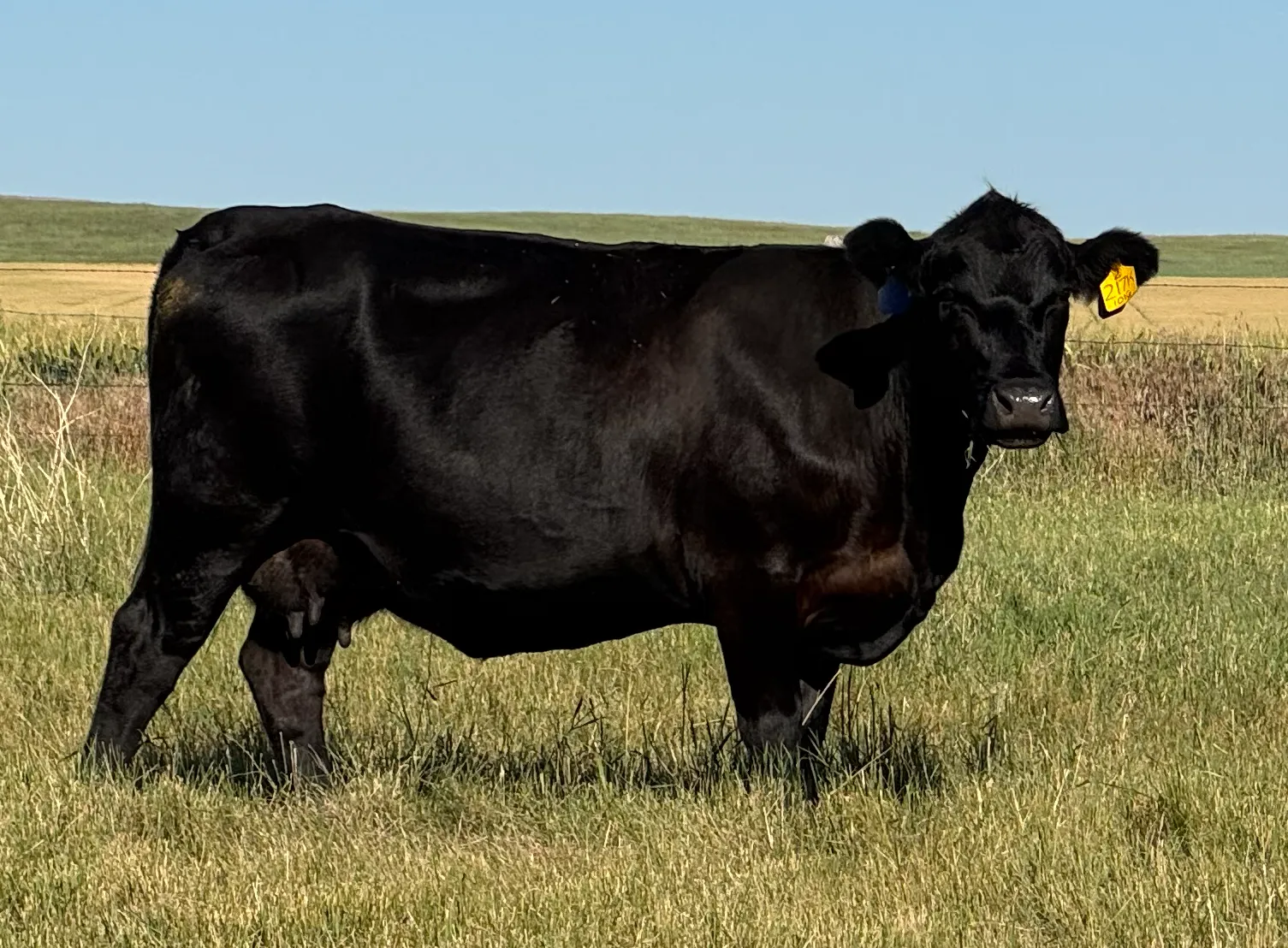 Walking 5 Ranch Cattle Herd