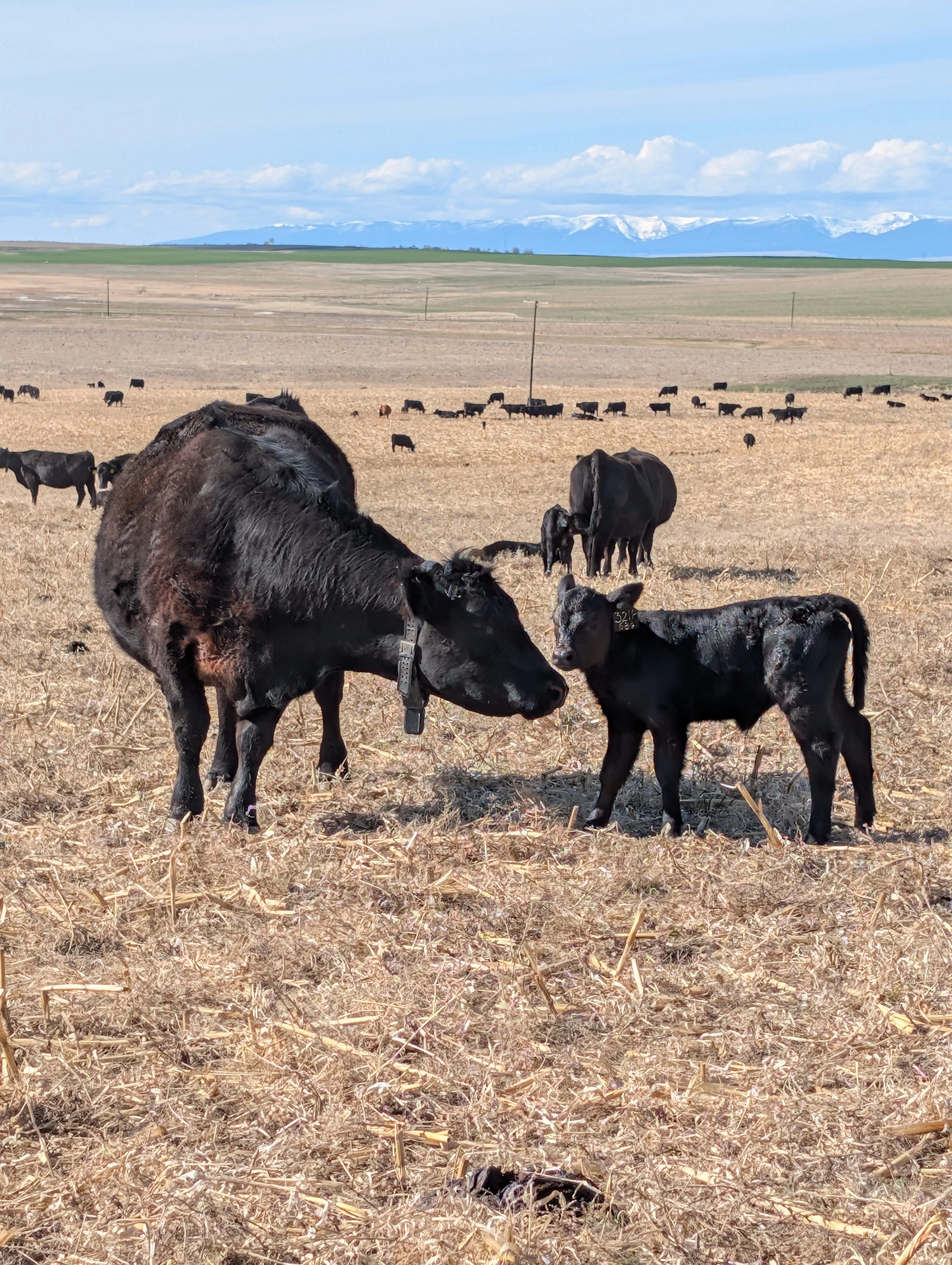 Walking 5 Ranch Cow Herd