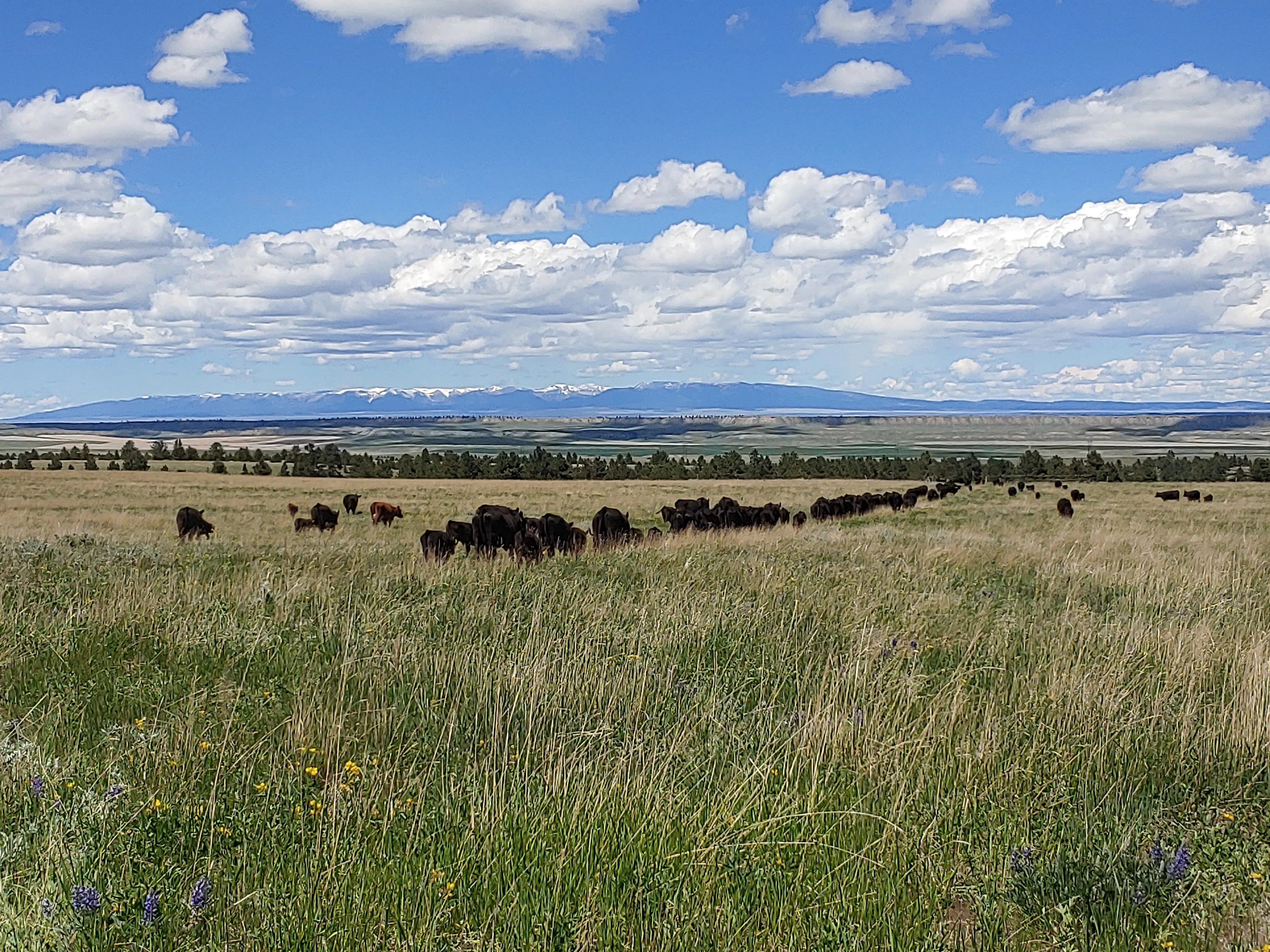Walking 5 Ranch
